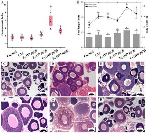 Genome-Wide Identification, Expression and Response to Estrogen of ...