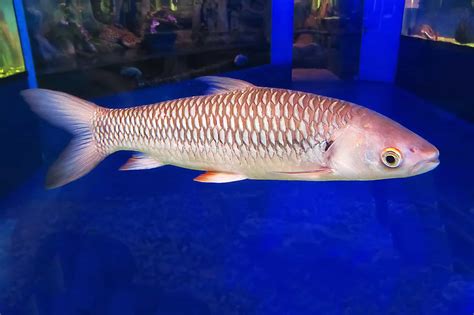 Do Oscar Fish Eat Snails 的图像结果