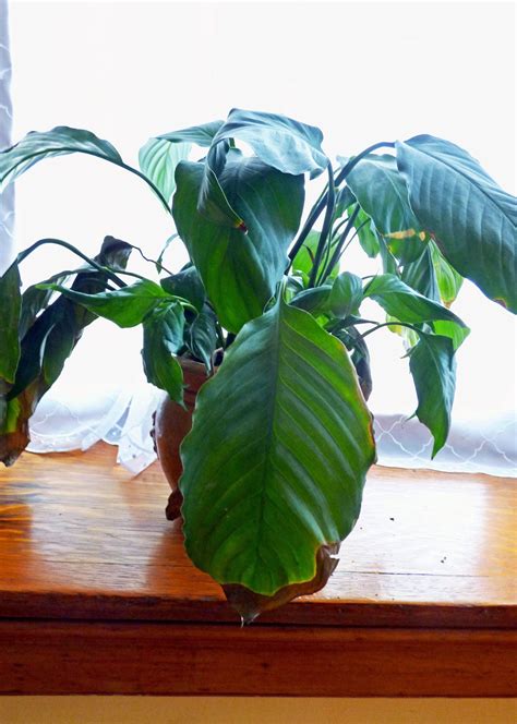 Why Your Peace Lily Has Brown Tips & How To Fix It | Gardening Know How