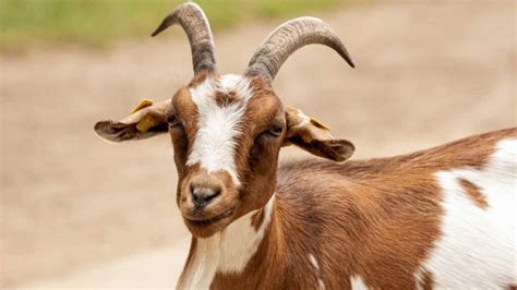 Image result for Goat Cheese Making Process