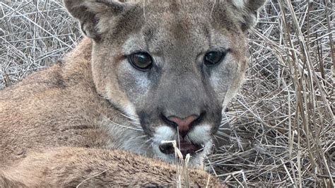 Have mountain lions returned to NY? Video sparks big cat questions