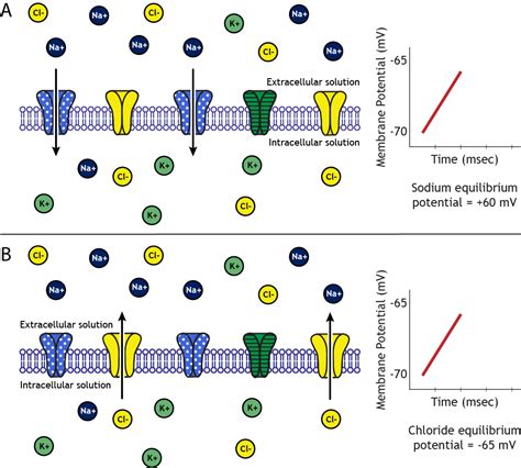 Image result for Negative Membrane Potential