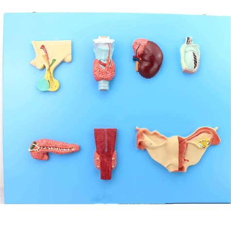 Buy Assembly Educational Model Endocrine Organ Model, Human Digestive ...