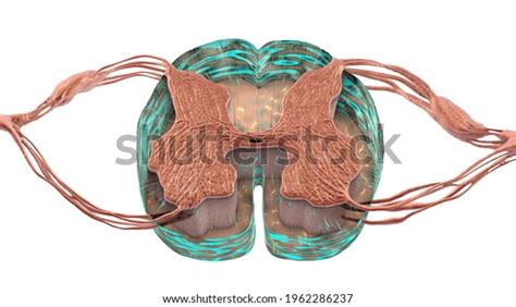 Image result for HTML and CSS and JavaScript