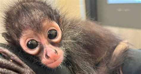 Image result for Bug Infested Baby Monkey