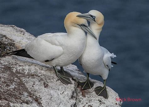 The Private Life Of The Gannet, Tenby Museum and Art Gallery, 14 ...