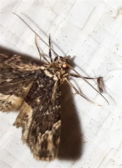 Bosara albitornalis | Moths