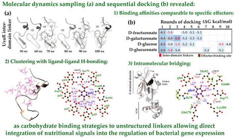 Molecular Strategies of Carbohydrate Binding to Intrinsically ...