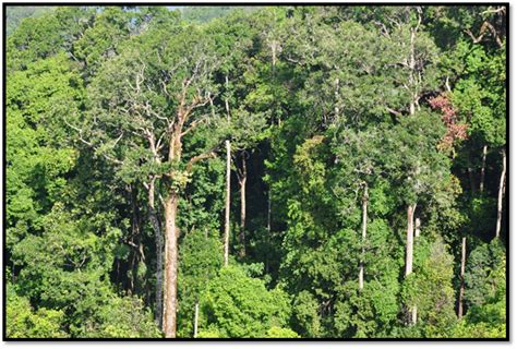 FOREST TREES OF CENTRAL WESTERN GHATS