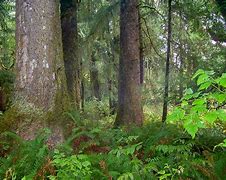 Image result for forested