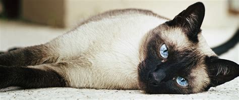Siamese Cat: Pictures, Personality, and How to Care for Your ... | Balinese cat, Popular cat ...