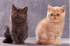 cat breed 10 of the friendliest cat breeds on the planet pets4homes cat breed 10 of the friendliest cat breeds on the planet pets4homes