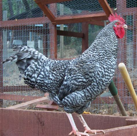 cuckoo Marans 9 weeks, roo or pullet? | BackYard Chickens - Learn How ...