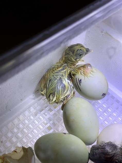 Amazing Modern Chick Hatching 的图像结果