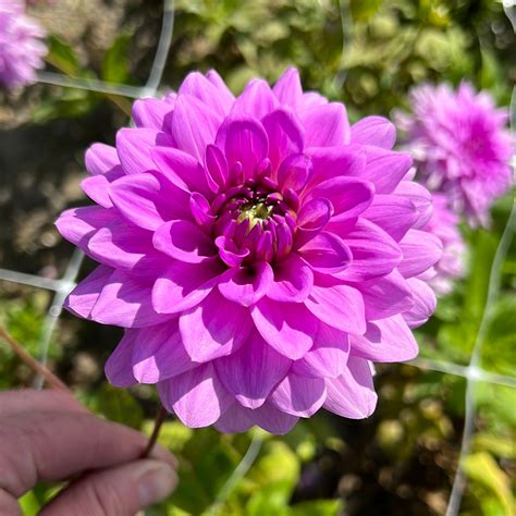 Dahlia Blue Boy – Dahlias By Linn
