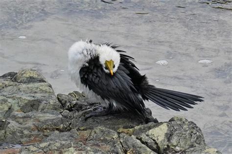 Image result for Bird Fail