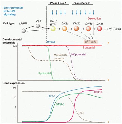 Image result for T Lymphocyte Development