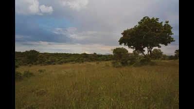 Bengaluru's Hesaraghatta Grasslands Declared a Conservation Reserve ...