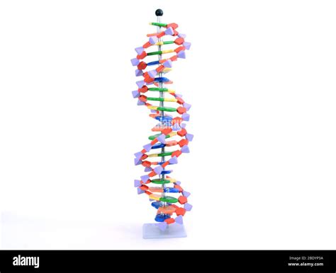 Dna Helix 3d Model