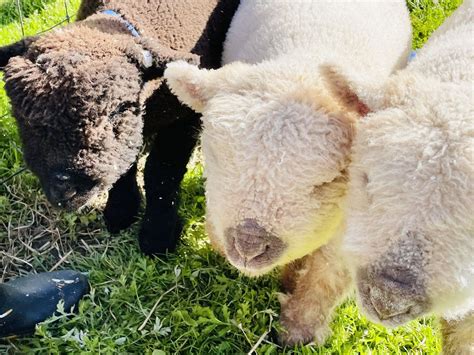 Wakeman Town Farm Summer Parent and Me Classes, Wakeman Town Farm ...