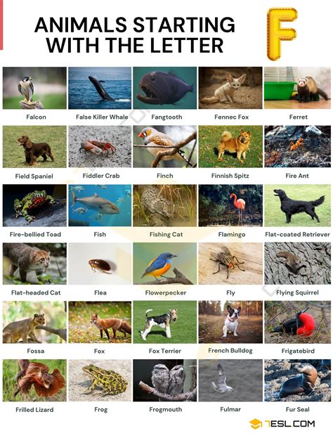 Animals That Start With R