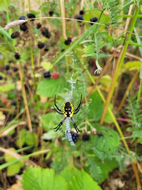 Is it poisonous? : r/spiders