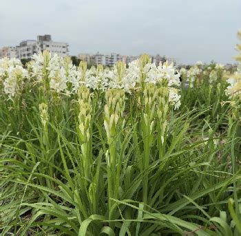 Sahyadri Vaman: A Novel Dwarf Tuberose Variety developed by ICAR-DFR ...