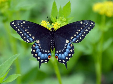 Black swallowtail – Our Habitat Garden