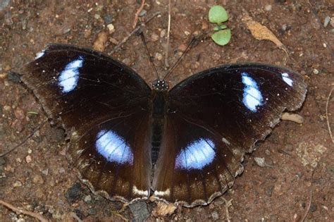Hypolimnas bolina jacintha | Butterfly