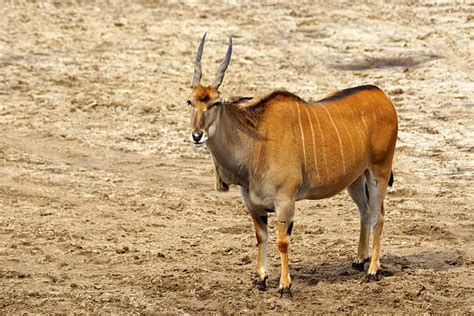 Eland Tutorial Python 的图像结果