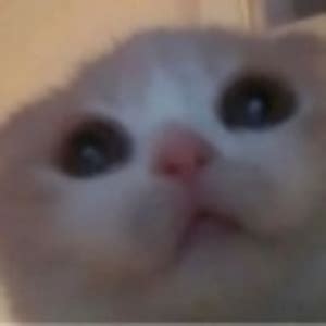 Image result for Cat HTML Code