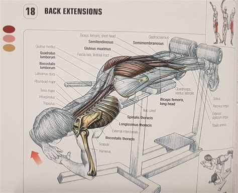 Back Extension Muscles Worked 的图像结果