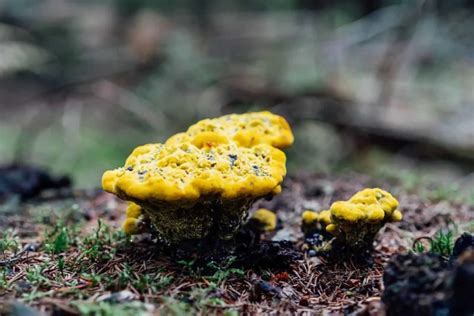 Yellow Fungi On Mulch