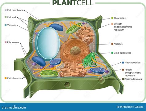 Plant Cell Cartoon Vector | CartoonDealer.com #247452863