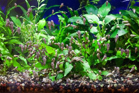 Beginner Fish - My New Aquarium