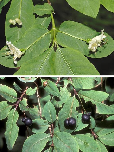 Image result for Lonicera nigra