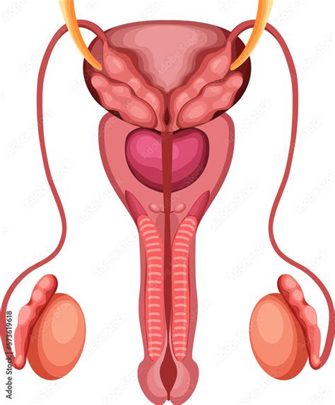 Image result for Male Reproductive System Components