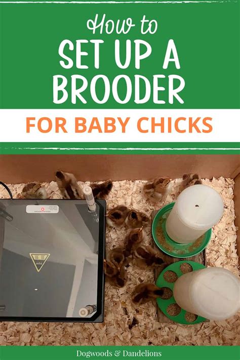 When to Remove Chicks From Brooder 的图像结果
