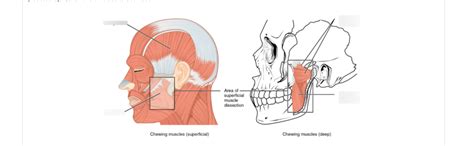 Muscles of Mastication Lecture 的图像结果