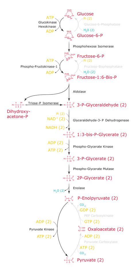 Glycolysis via the Embden-Meyerhof-Parnas Glycolytic Pathway