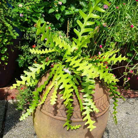 Fishbone Cactus (Epiphyllum anguliger) - MyGardenLife