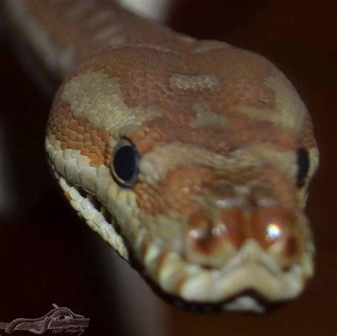 Image result for Bredli Carpet Python