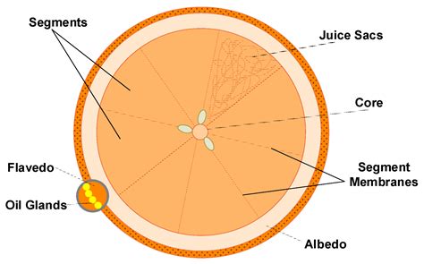 Orange Peel Waste as a Source of Bioactive Compounds and Valuable ...