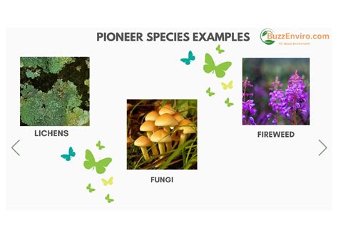 Pioneer Species Examples Pioneer Species An Overview | ScienceDirect