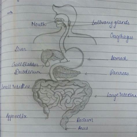 The diagram shows part of the alimentary canal and associated organs ...