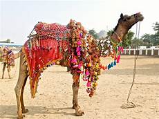 Pushkar Camel Festival Wallpaper by Stepping Back In Time At The Pushkar Festival The Far Pushkar Camel Festival Wallpaper