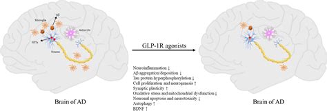 Frontiers | The mechanism and efficacy of GLP-1 receptor agonists in the treatment of Alzheimer ...