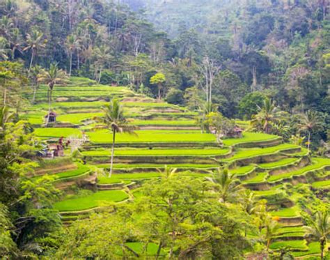 Cycle or walk through the rice terraces of Ubud - Bali: Get the Detail ...