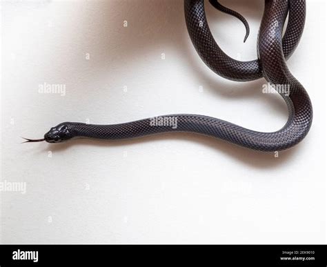The Mexican black kingsnake (Lampropeltis getula nigrita) is part of ...