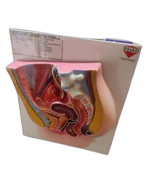 Image result for Making Female Reproductive Organ Model